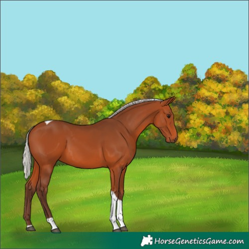 Horse Color:Silver Bay Tobiano 