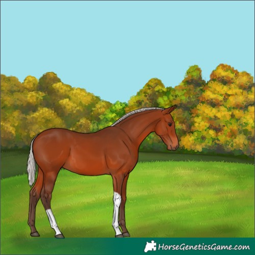 Horse Color:Silver Brown Tobiano 
