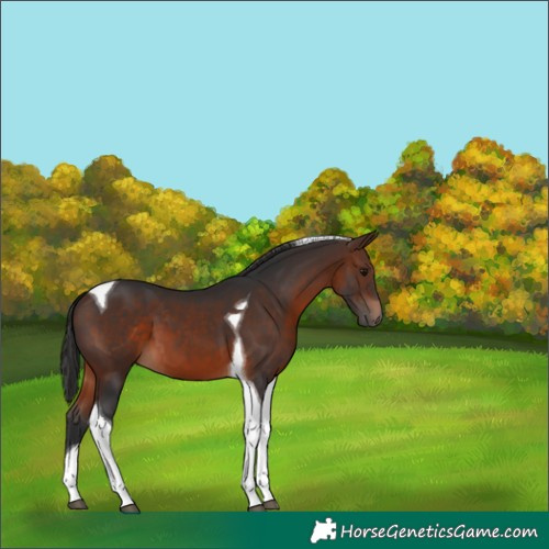 Horse Color:Brown Tobiano 