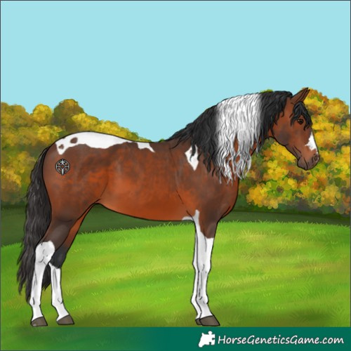 Horse Color:Brown Tobiano 