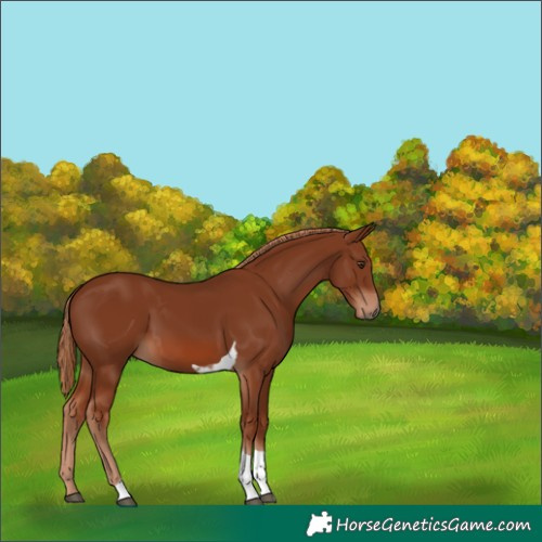 Horse Color:Chestnut Tobiano