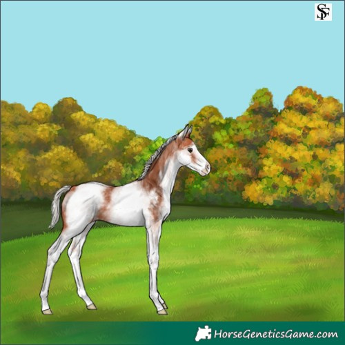 Horse Color:White Spotted Silver Bay 