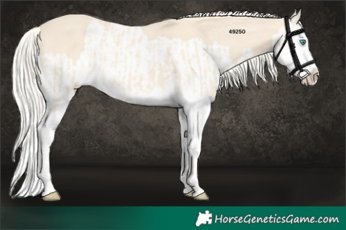 Horse Color:Cremello Splash  and Cremello Splash 