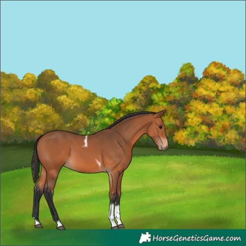 Horse Color:Bay Tobiano 
