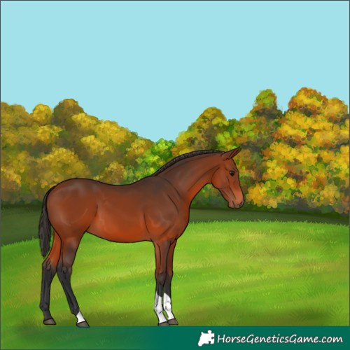 Horse Color:Bay Tobiano 