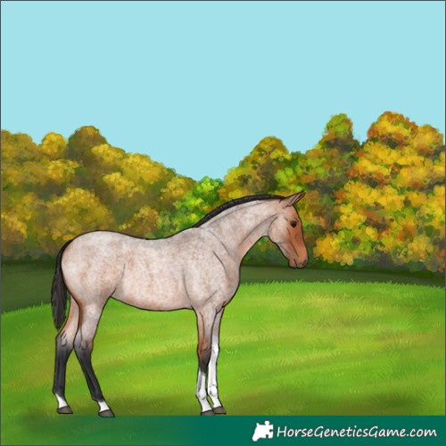Horse Color:Bay Roan Tobiano 