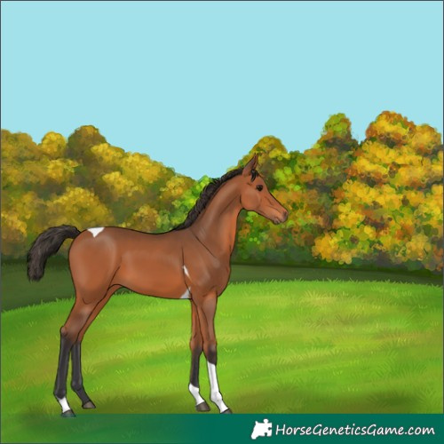 Horse Color:Bay Tobiano 