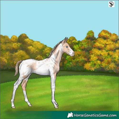 Horse Color:Gold Champagne Pearl Tobiano Frame 