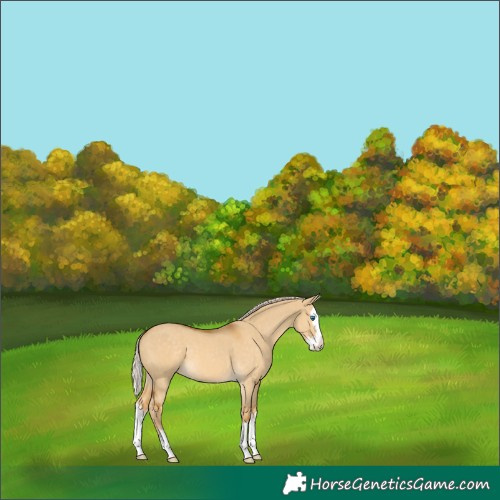Horse Color:Palomino Dun Splash 