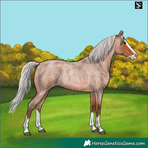 Horse Color:Silver Bay Roan Splash 