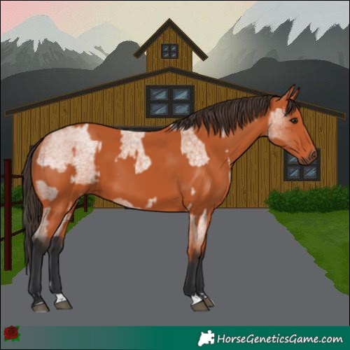 Horse Color:Bay Roan Rabicano and Bay Rabicano