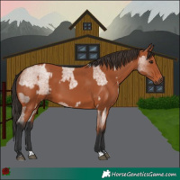 Horse Color:Bay Roan Rabicano and Bay Rabicano