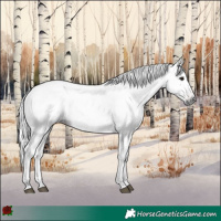 Horse Color:Gray Bay Rabicano  and Gray Bay Rabicano 