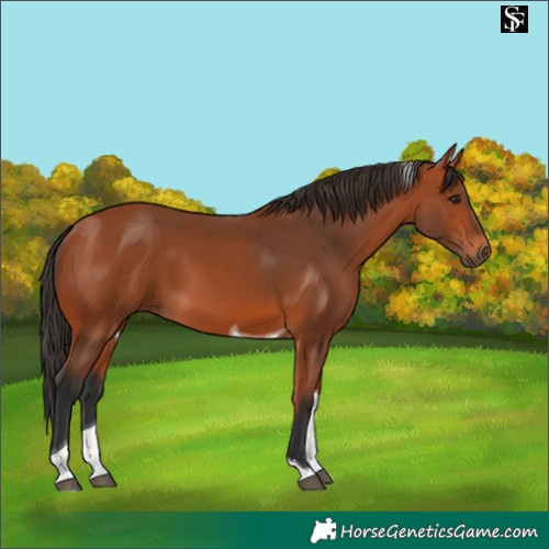 Horse Color:Bay Tobiano 