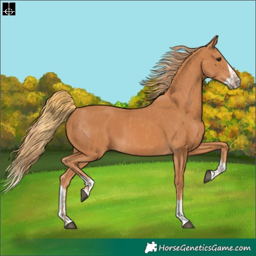 Horse Color:Chestnut  and Chestnut Splash 