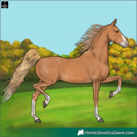 Horse Color:Chestnut and Chestnut Splash