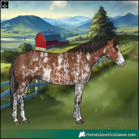 Horse Color:Brown Rabicano and Bay Sabino Rabicano