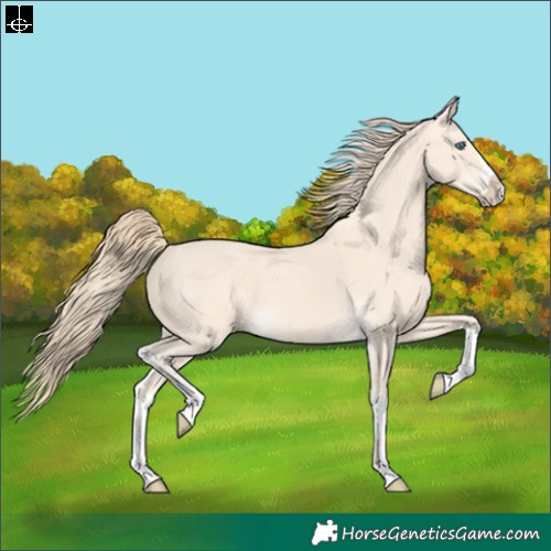 Horse Color:Perlino Splash  and Perlino Splash 