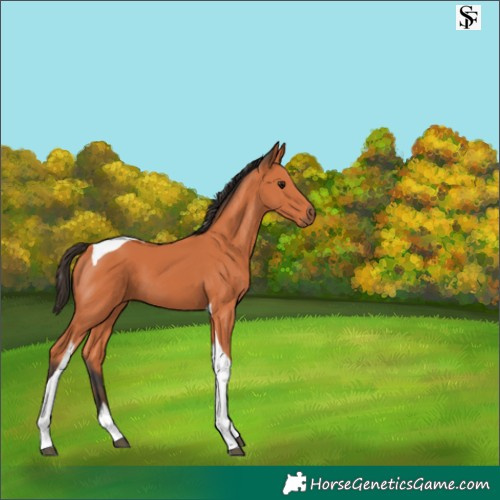 Horse Color:Bay Tobiano 