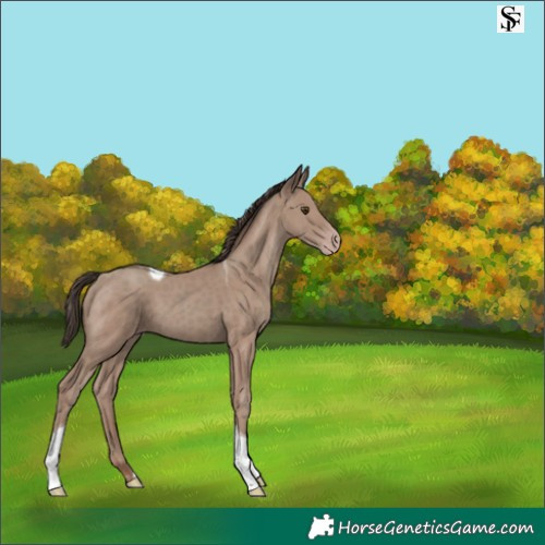 Horse Color:Classic Champagne Tobiano 