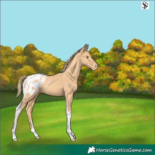 Horse Color:Gold Champagne Tobiano Blanket 