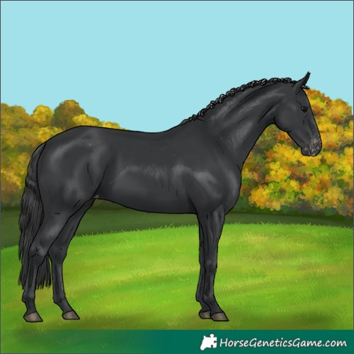 Horse Color:Black Appaloosa