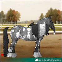 Horse Color:White Spotted Blue Roan