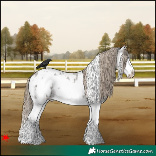 Horse Color:White Spotted Smoky Grullo Roan Splash Frame Appaloosa 