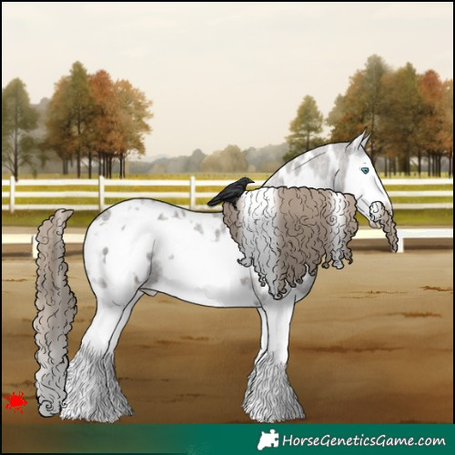 Horse Color:White Spotted Smoky Grullo Roan Splash Frame Appaloosa 