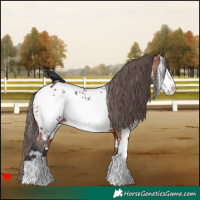 Horse Color:White Spotted Bay Frame Near Leopard 