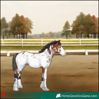 Horse Color:White Spotted Bay Frame Appaloosa 