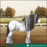 Horse Color:White Spotted Grullo Snowcap 
