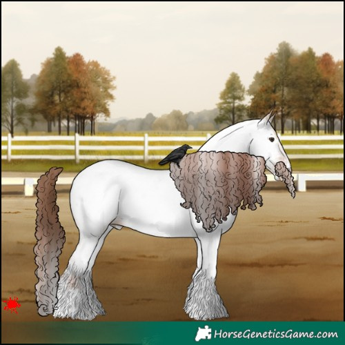 Horse Color:White Spotted Red Dun Appaloosa 