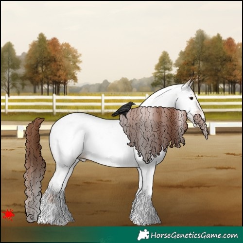 Horse Color:White Spotted Red Dun Appaloosa