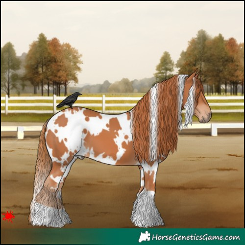 Horse Color:White Spotted Chestnut 