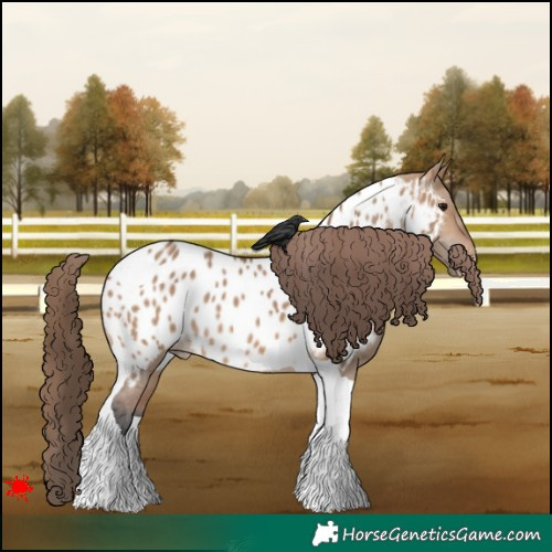 Horse Color:Bay Dun Tobiano Appaloosa 