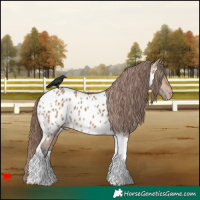 Horse Color:Bay Dun Tobiano Appaloosa 