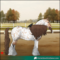 Horse Color:Bay Dun Tobiano Appaloosa 