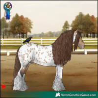 Horse Color:Bay Dun Tobiano Blanket 