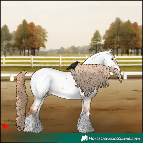 Horse Color:Red Dun Appaloosa 