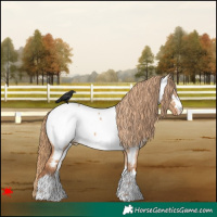Horse Color:Red Dun Near Fewspot 