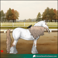 Horse Color:Red Dun Appaloosa 