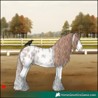 Horse Color:White Spotted Red Roan Splash Appaloosa 