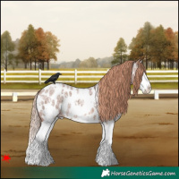 Horse Color:White Spotted Red Roan Splash Near Leopard 