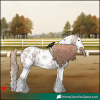Horse Color:White Spotted Red Roan Splash Appaloosa 