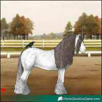 Horse Color:White Spotted Grullo Roan Splash Blanket Rabicano 