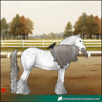 Horse Color:White Spotted Grullo Roan Splash Appaloosa Rabicano 