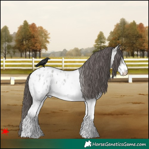 Horse Color:White Spotted Grullo Roan Blanket 