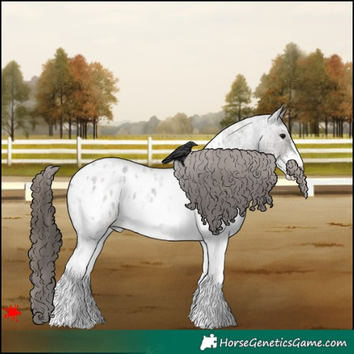 Horse Color:White Spotted Grullo Roan Appaloosa 