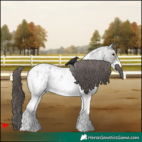 Horse Color:White Spotted Grullo Roan Appaloosa